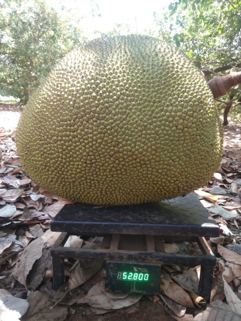 ’’கடலூர் பண்ருட்டியில் 52 கிலோ அதிசய பலா..!’’